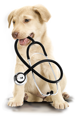 doguinho
